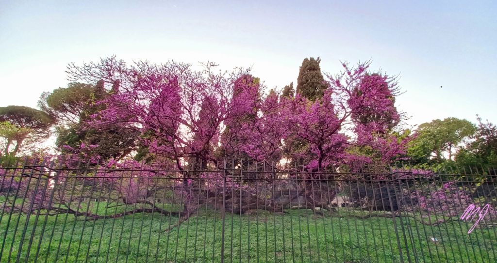 Il Cercis fiorito al Palatino